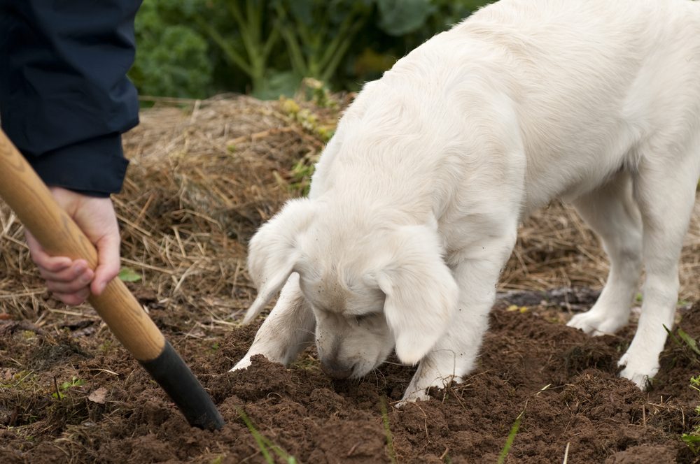 white dog helping in garden