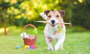 dog running with paint brush