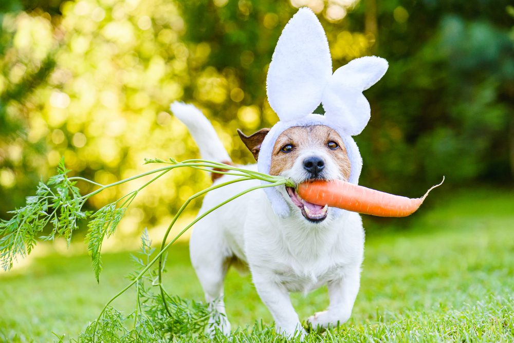 dog in white bunny suit with carrot