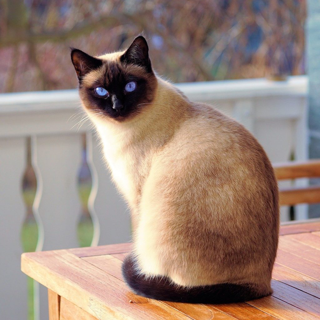 Siamese cat sitting on a porch bench