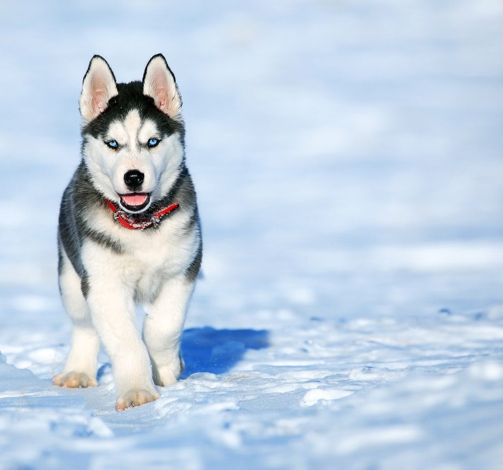 A Siberian Husky puppy on snow.