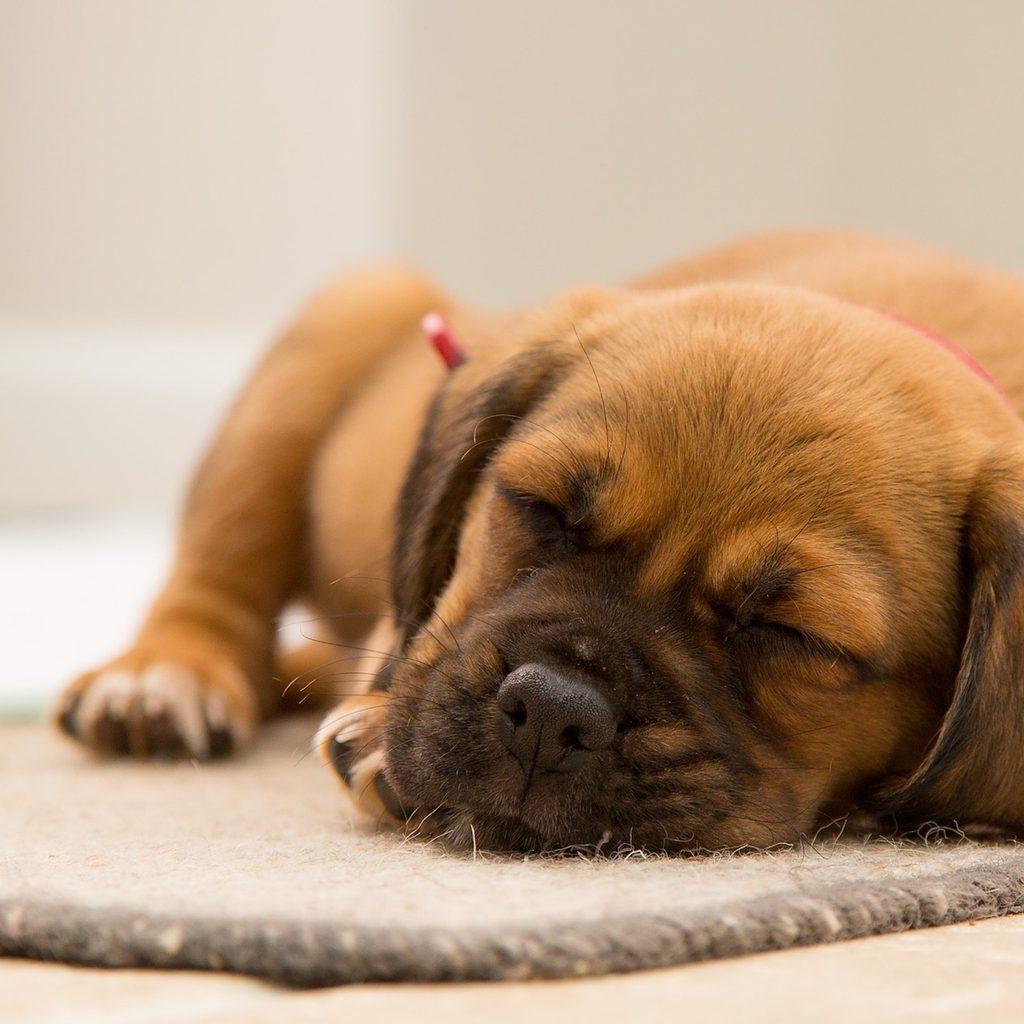 a brown puppy sleeps on a beige carpet