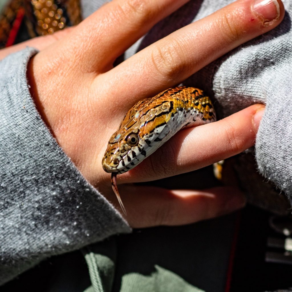 Corn snake being held by owner