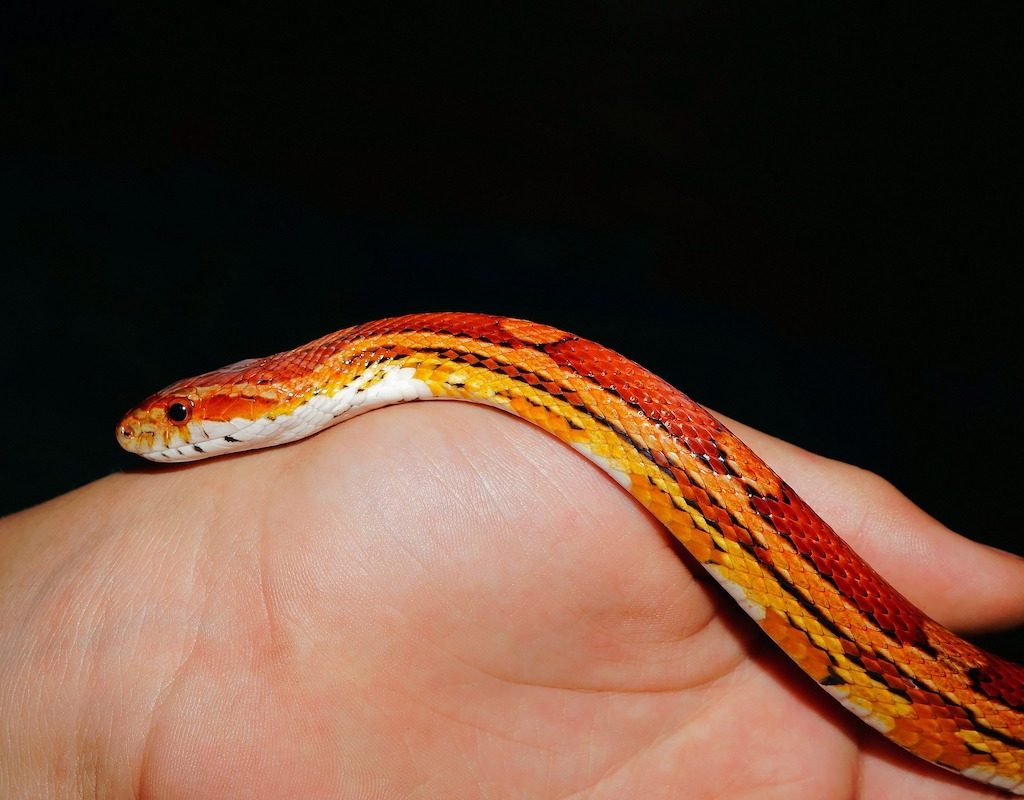 Hand holding a pet snake