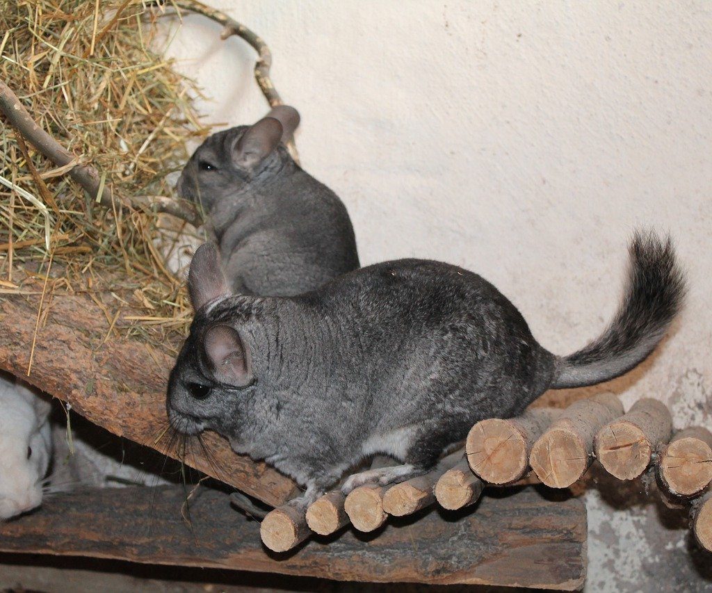 Three chinchillas in a cage.