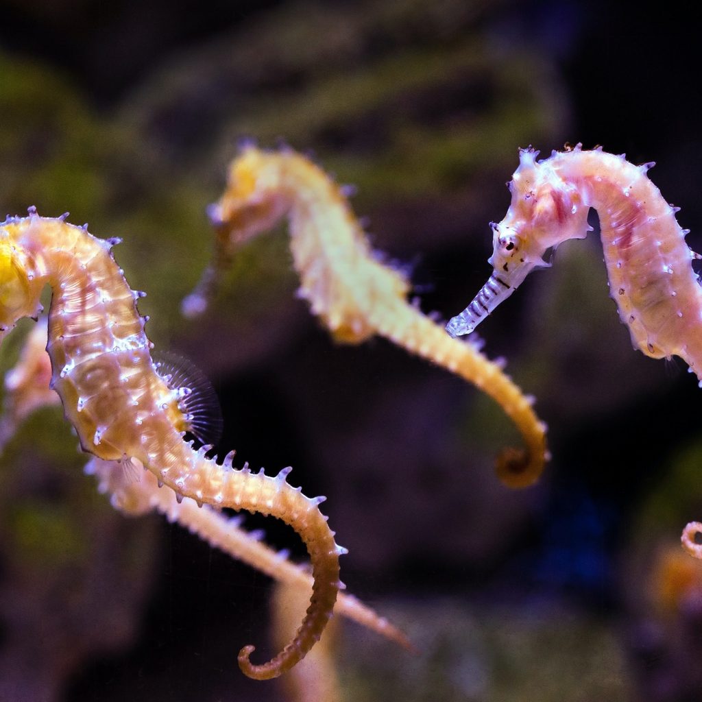 Three seahorses swimming in an aquarium