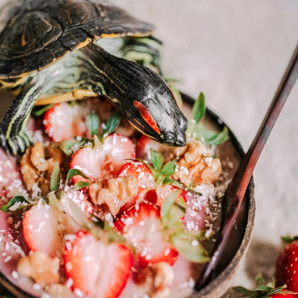 Red-eared slider turtle eats strawberries