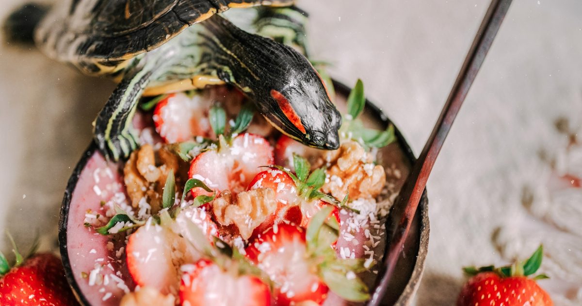 Turtle Toasting Here Are The Foods You Should Give To A Red Eared Slider Turtle | PawTracks
