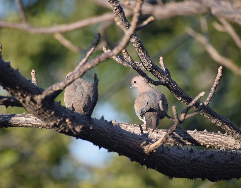 Two gray pigeons in a tree.