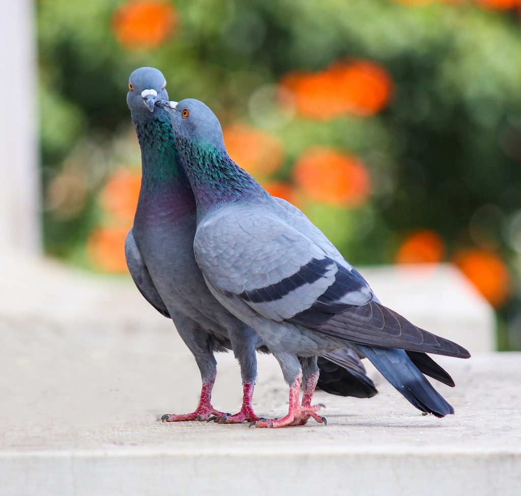Two gray pigeons kissing on concrete.