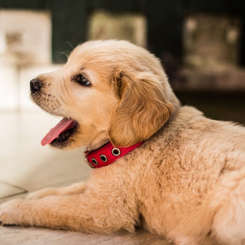 Yawning Golden Retriever puppy.
