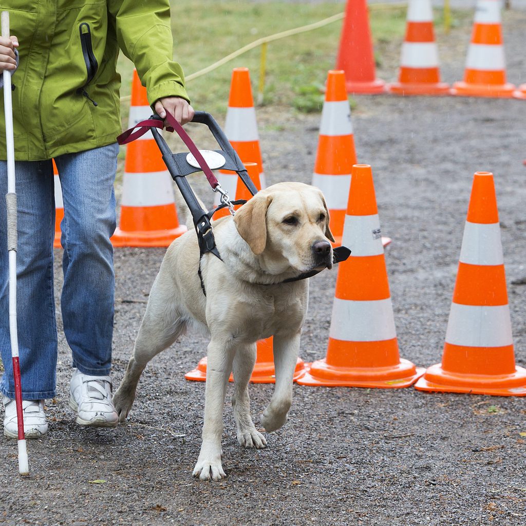 a yellow labrador retriever walks a person holding a cane through a course of cones