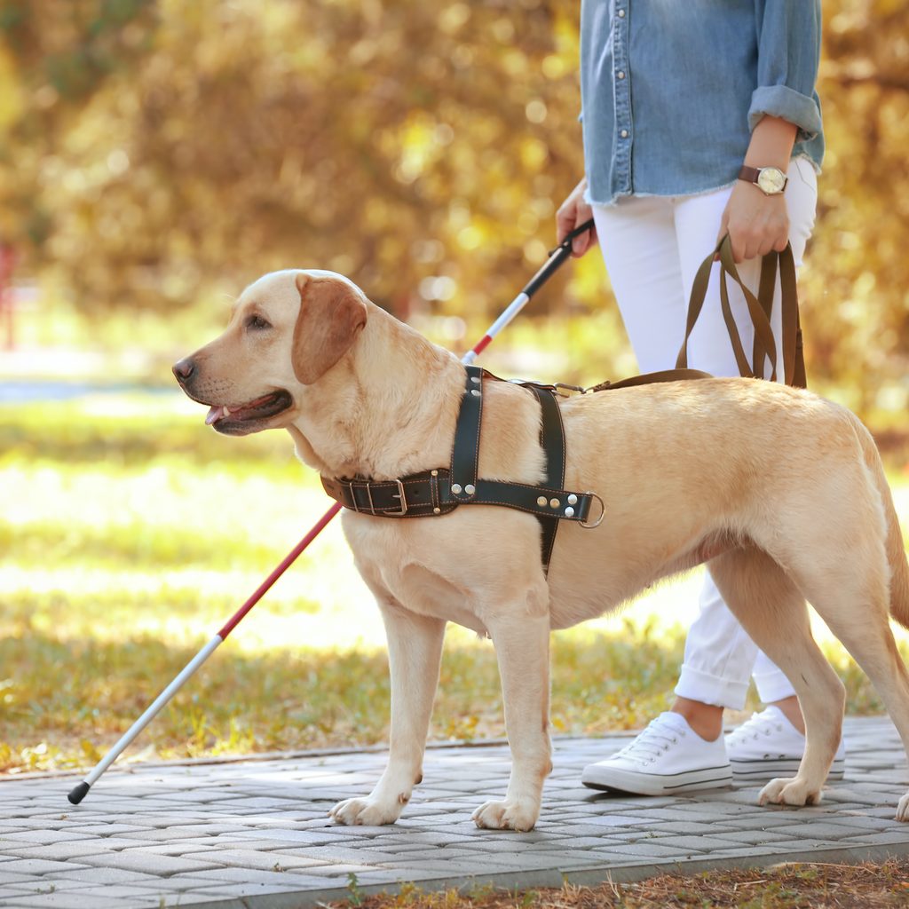 a yellow labrador retriever in a vest and harness walks next to a woman in a park