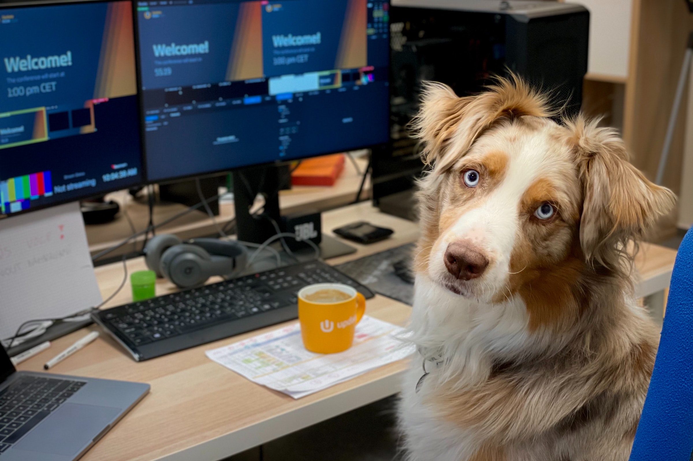 an australian shepherd sits at their owner's work desk, in front of computers and a mug of coffee