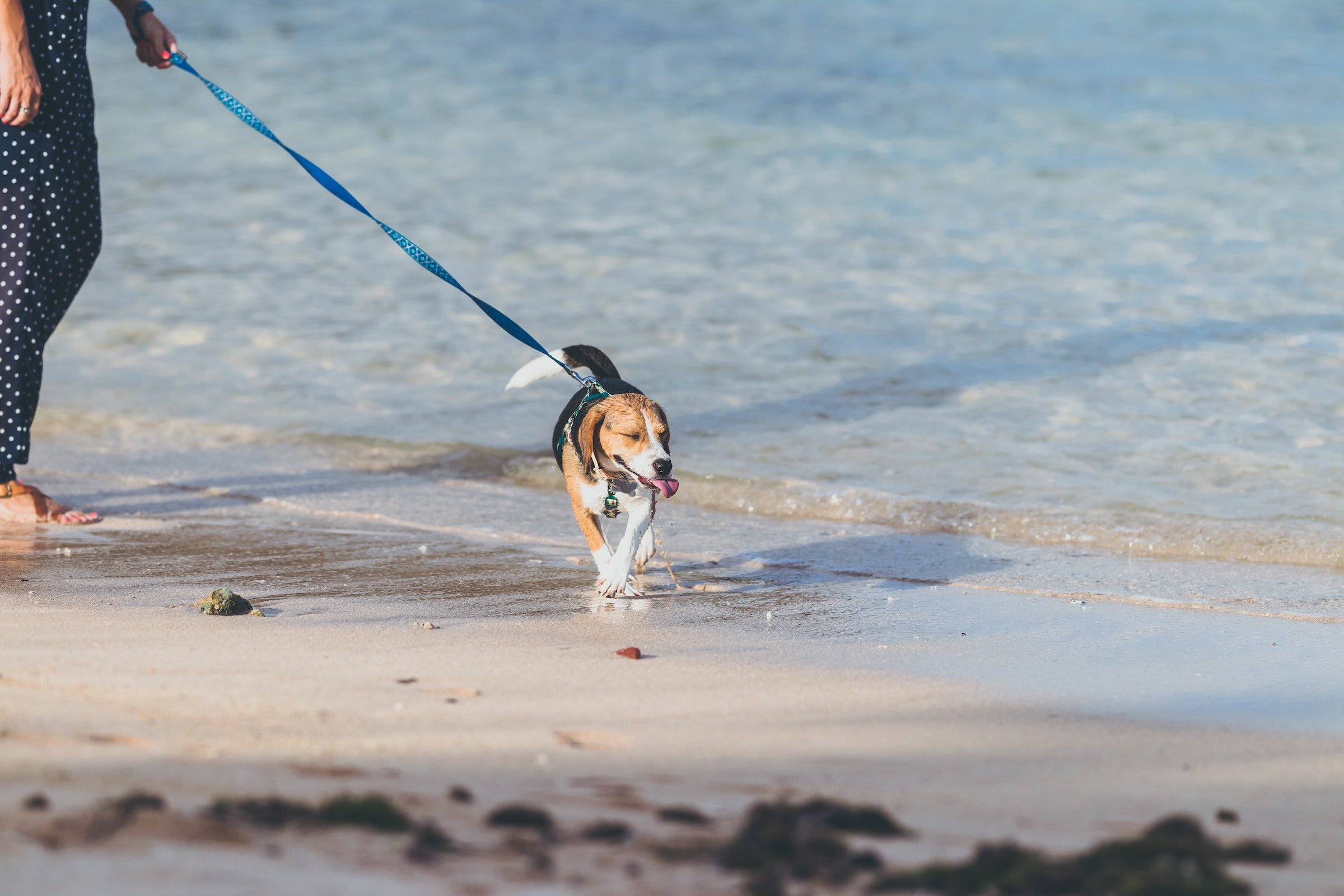 a beagle walks on a leash on the beach near the ocean