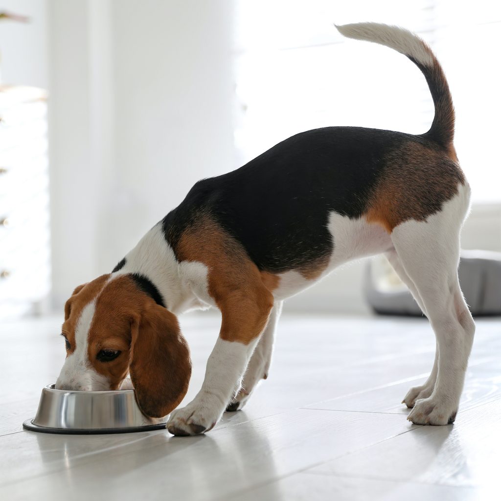 a beagle eats out of a silver dog food bowl