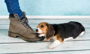 a beagle puppy chews on a brown boot