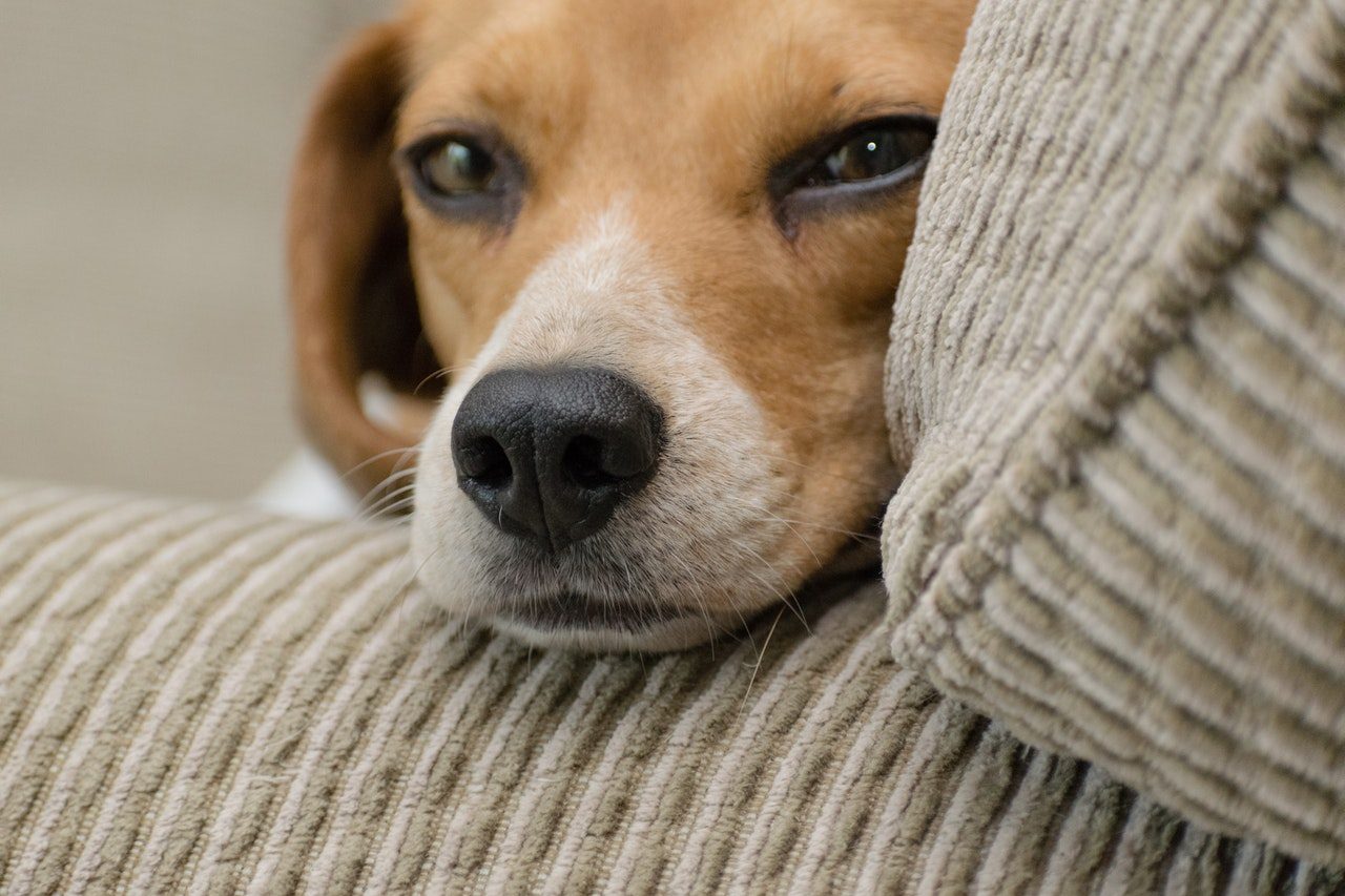 A closeup of a Beagle on a beige sofa.