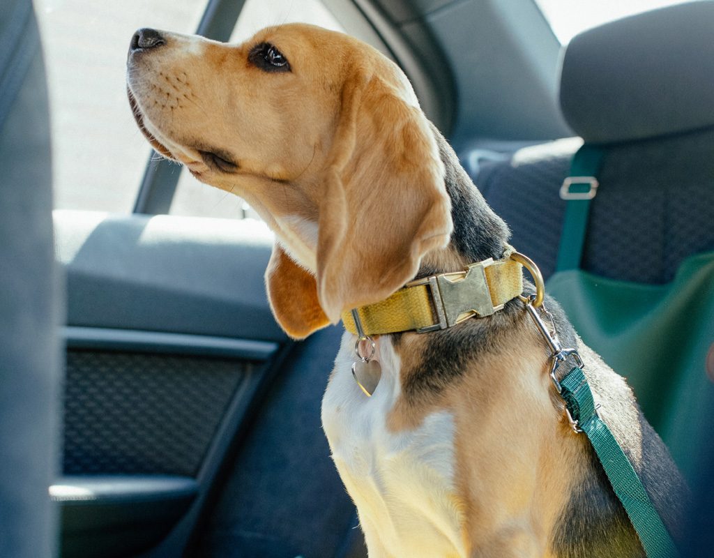 Beagle sitting in car.