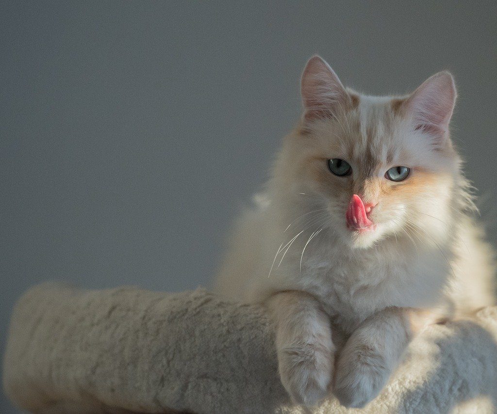 A Birman cat licking their lips.