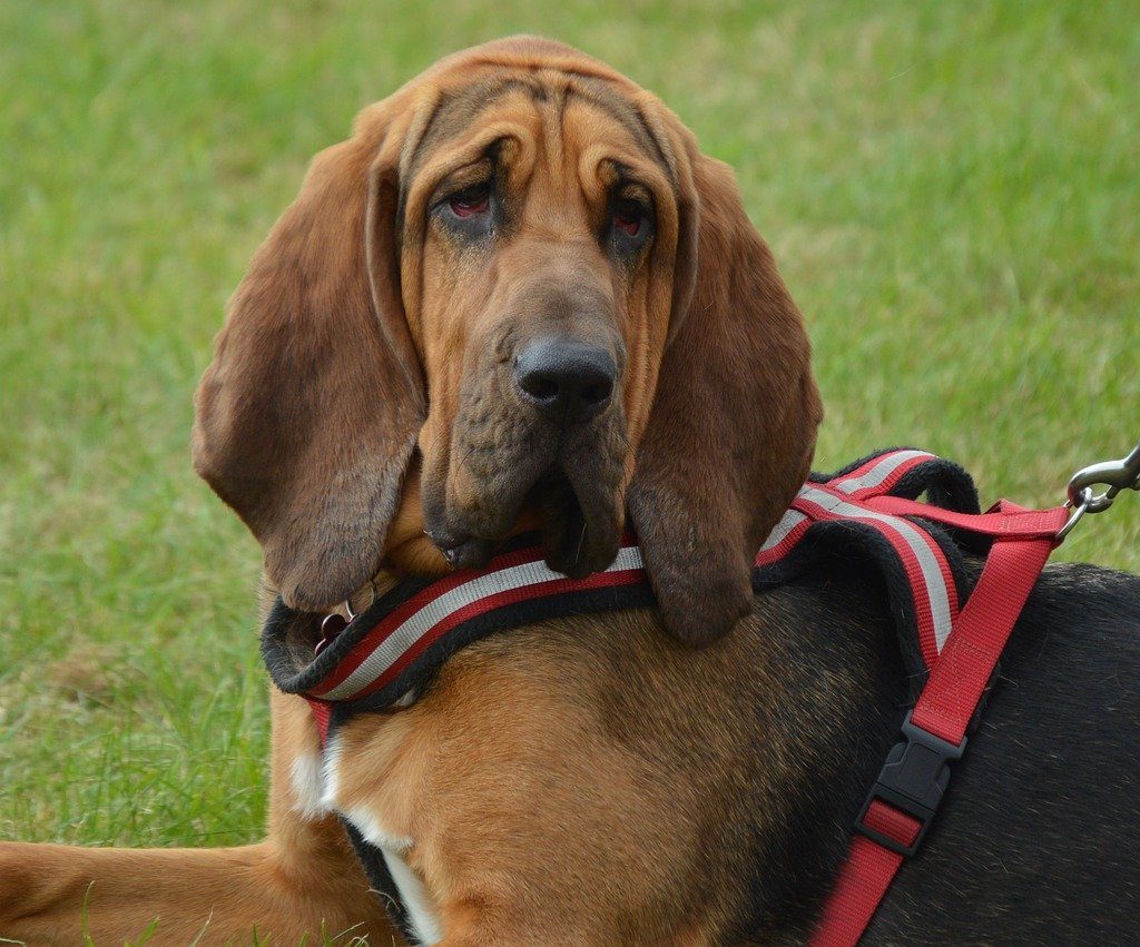 A Black and Tan Bloodhound wearing a red harness.