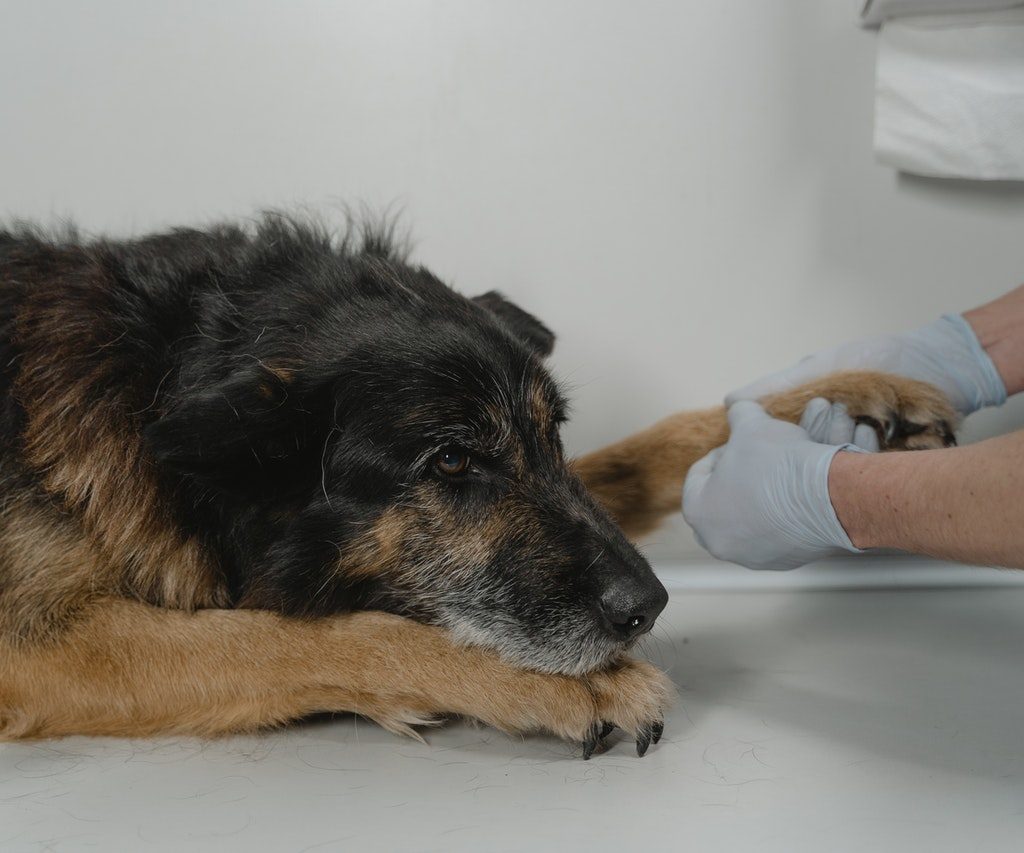 A Black and Tan dog being examined at the vet.
