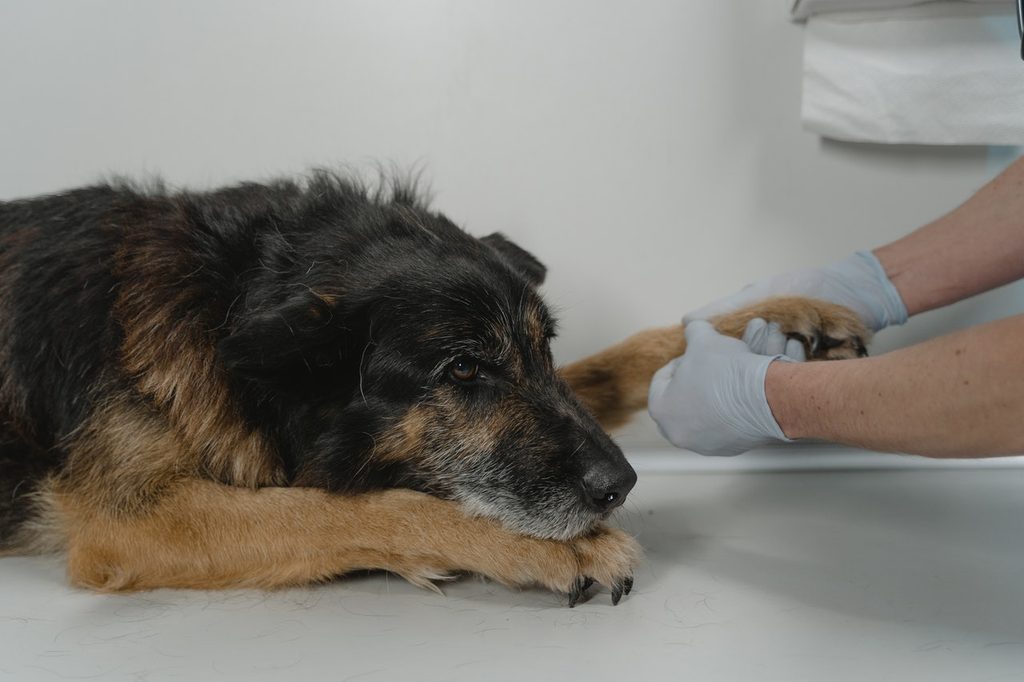 A Black and Tan dog being examined at the vet.