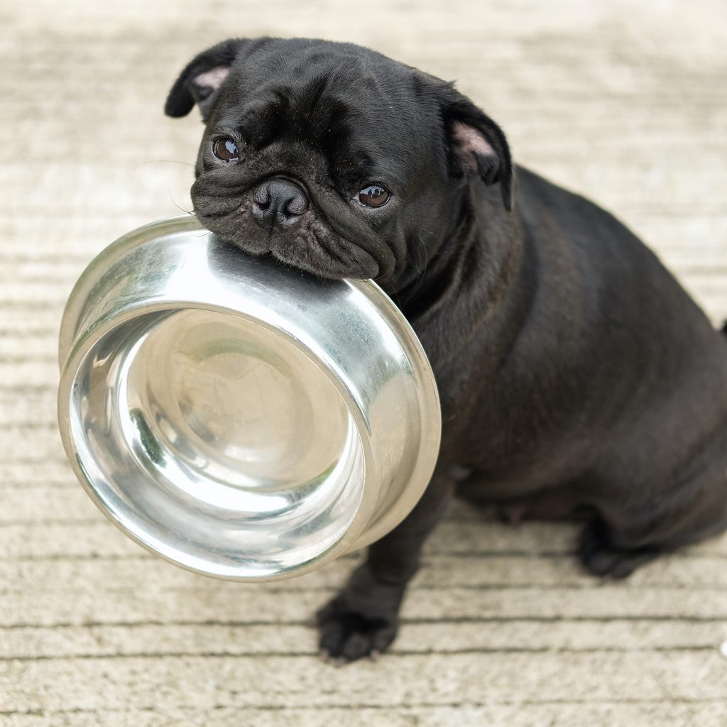 a black pug holds a silver food bowl in their mouth and looks at the camera
