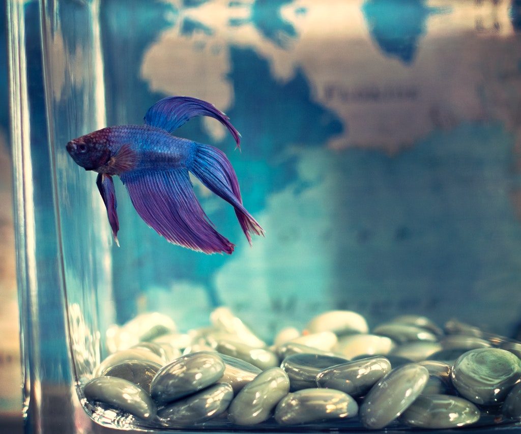 A blue and purple betta fish swimming in a tank.