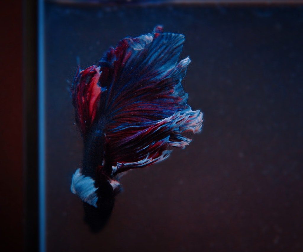 A blue and red betta fish swimming.