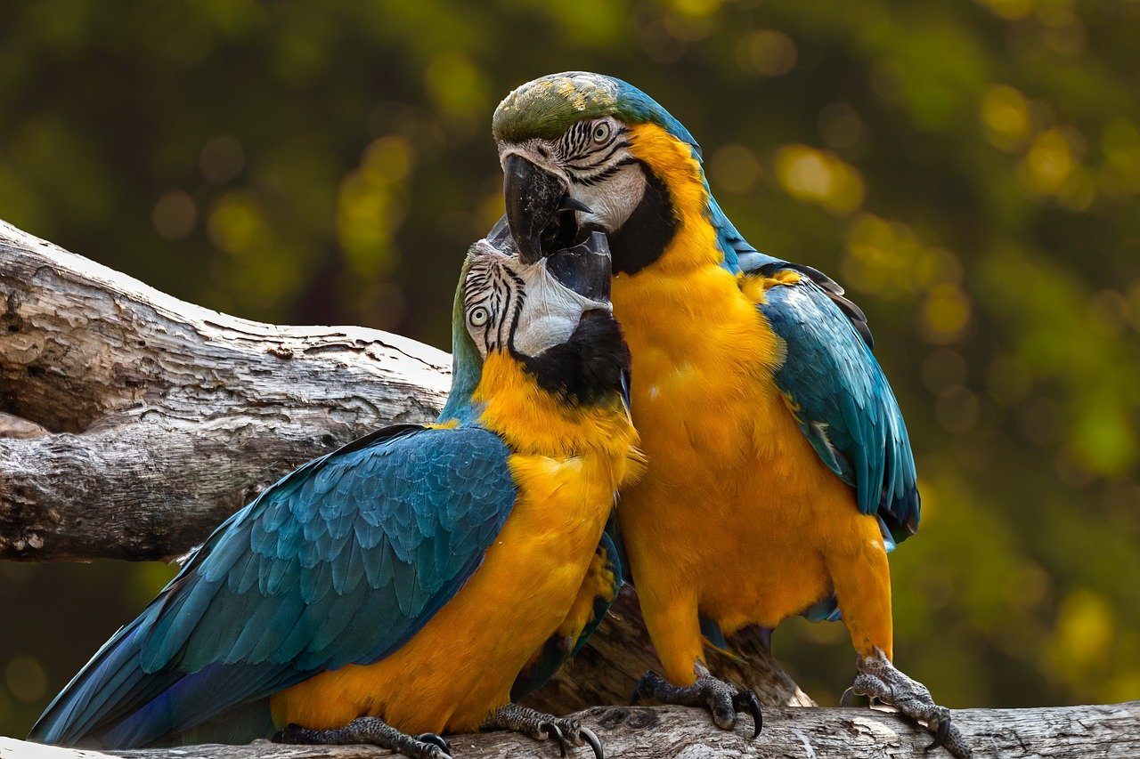 A pair of blue and yellow parrots on a branch.