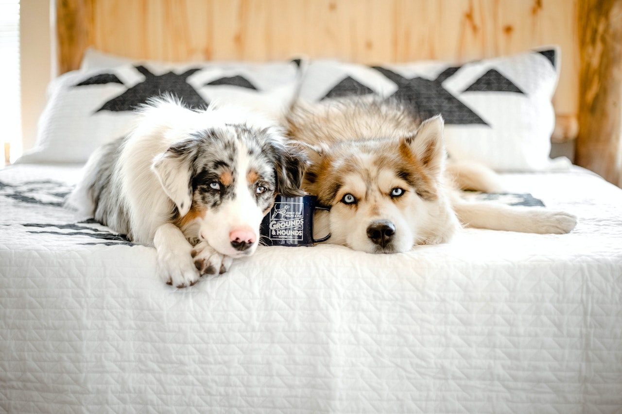 A blue-eyed border collie puppy lying next to a blue-eyed husky in bed.