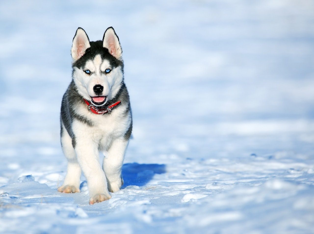 A blue-eyed husky puppy in the snow.