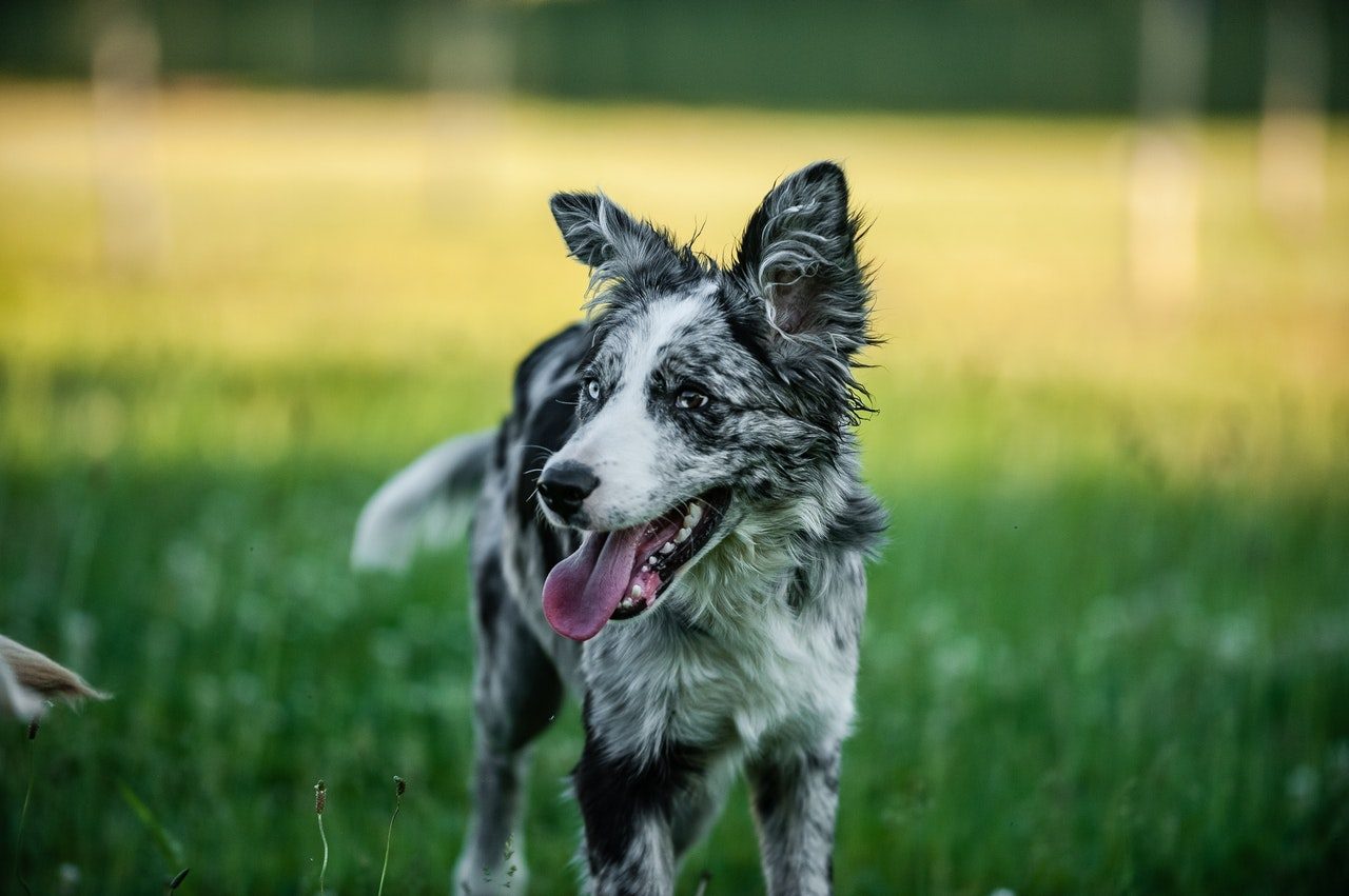 A black and white border collie with heterochromia.