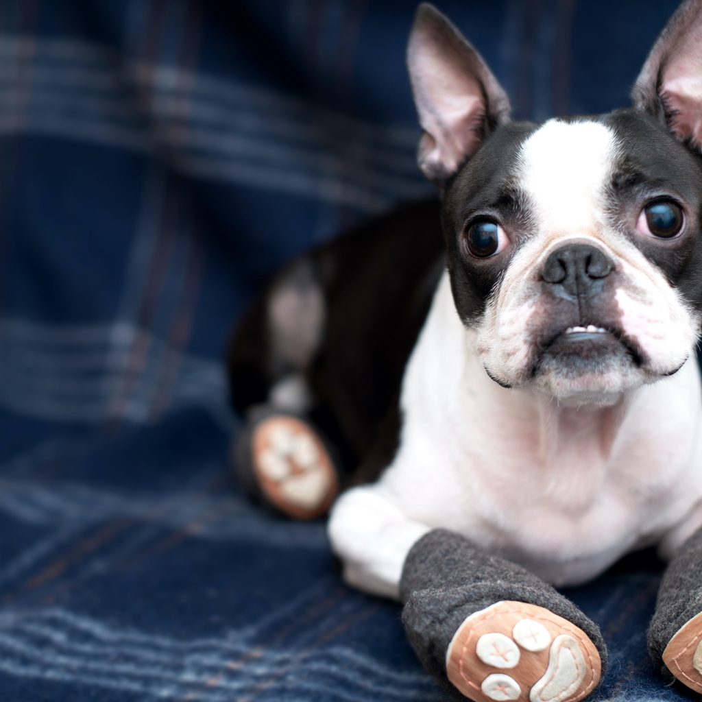 a boston terrier wearing booties lies on a blue plaid blanket