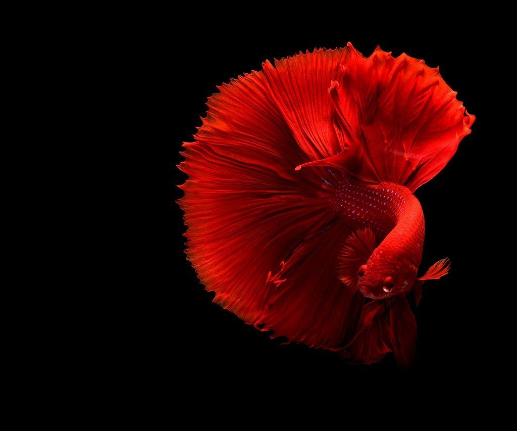 A bright red betta fish swimming against a black background.