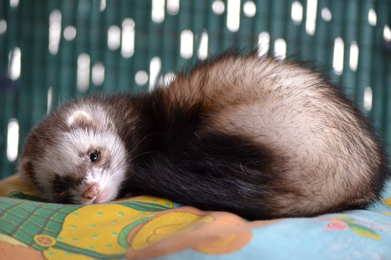 A brown and white ferret curled up on bedding.