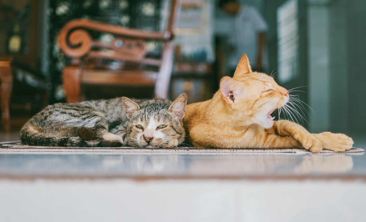 A brown tabby lying beside a yawning orange tabby.