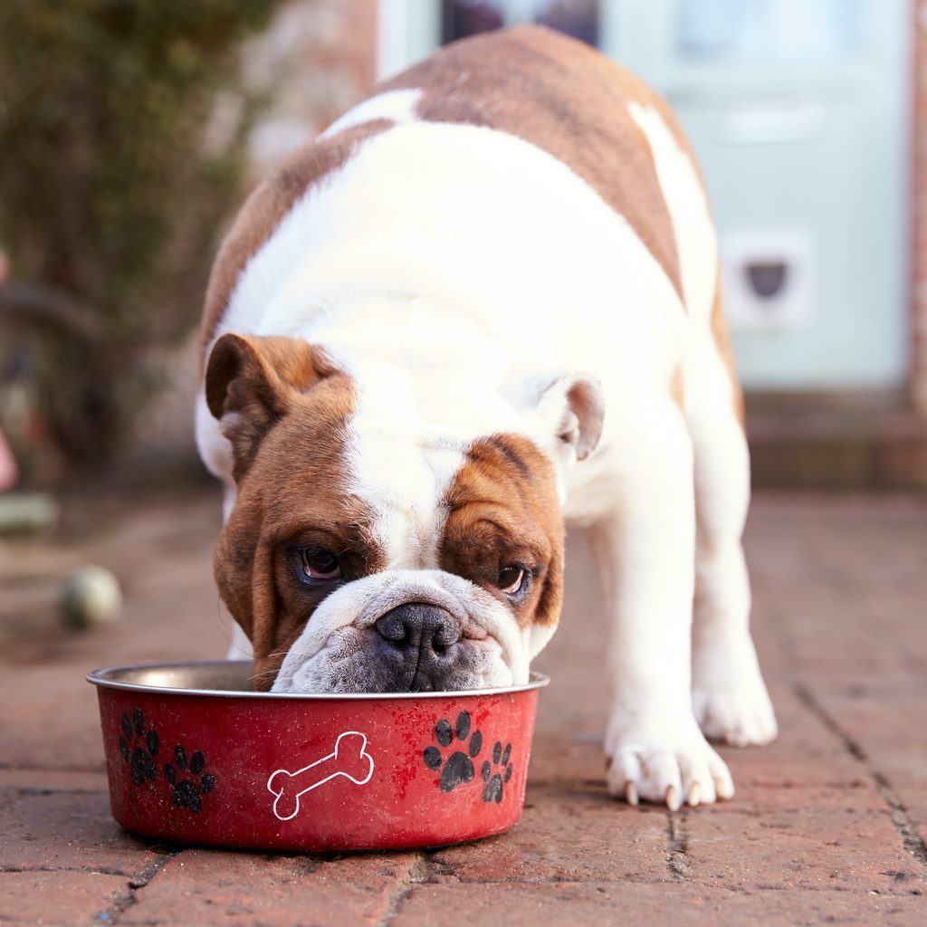 a british bulldog eats out of a red food bowl