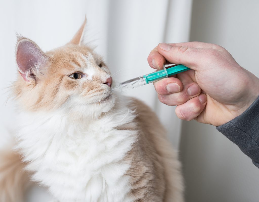 Orange and white cat being fed with a syringe