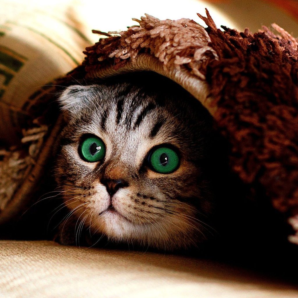 Cat hiding under a blanket