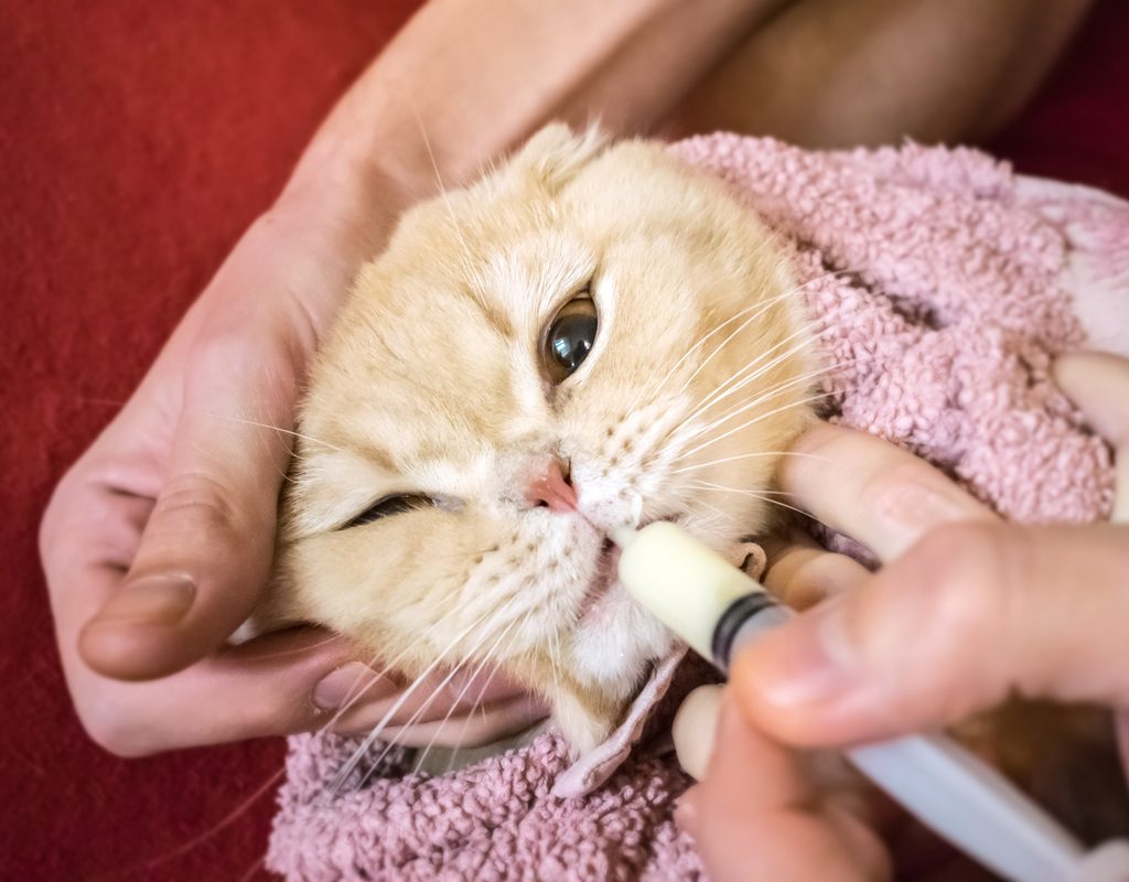 Cat wrapped in a towel being fed with a syringe