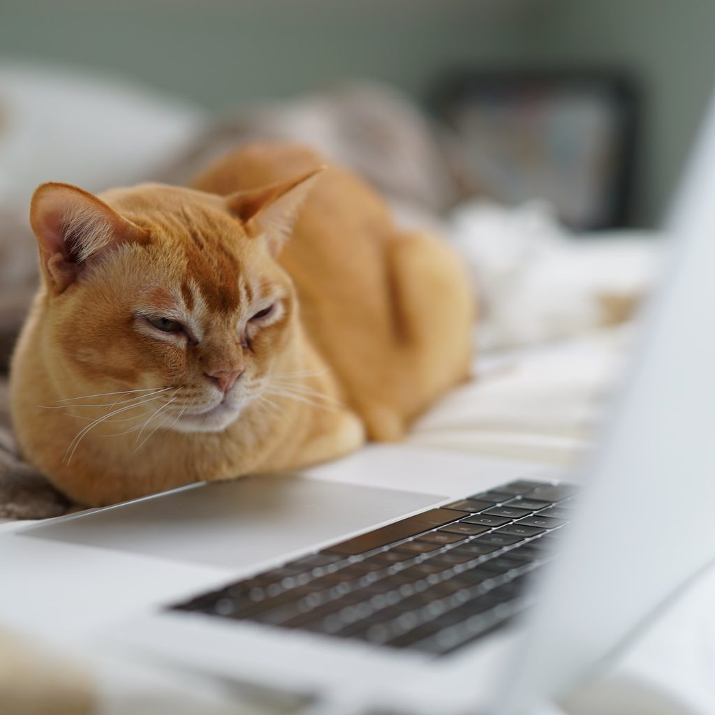 Orange cat looking at a laptop