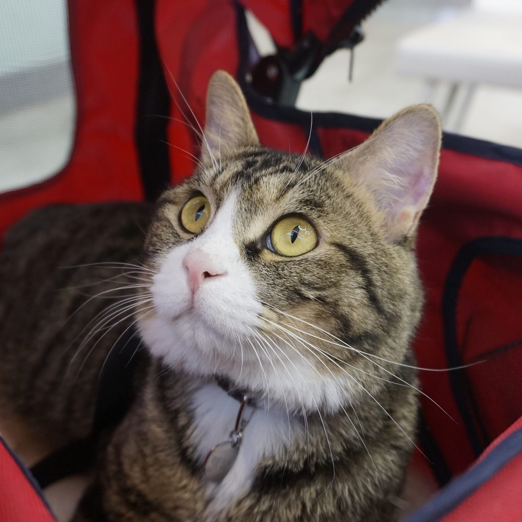 Cat sitting in a pet stroller