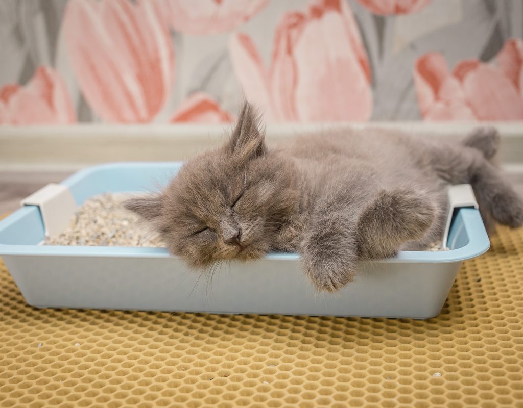 Grey cat sleeping in a litter box