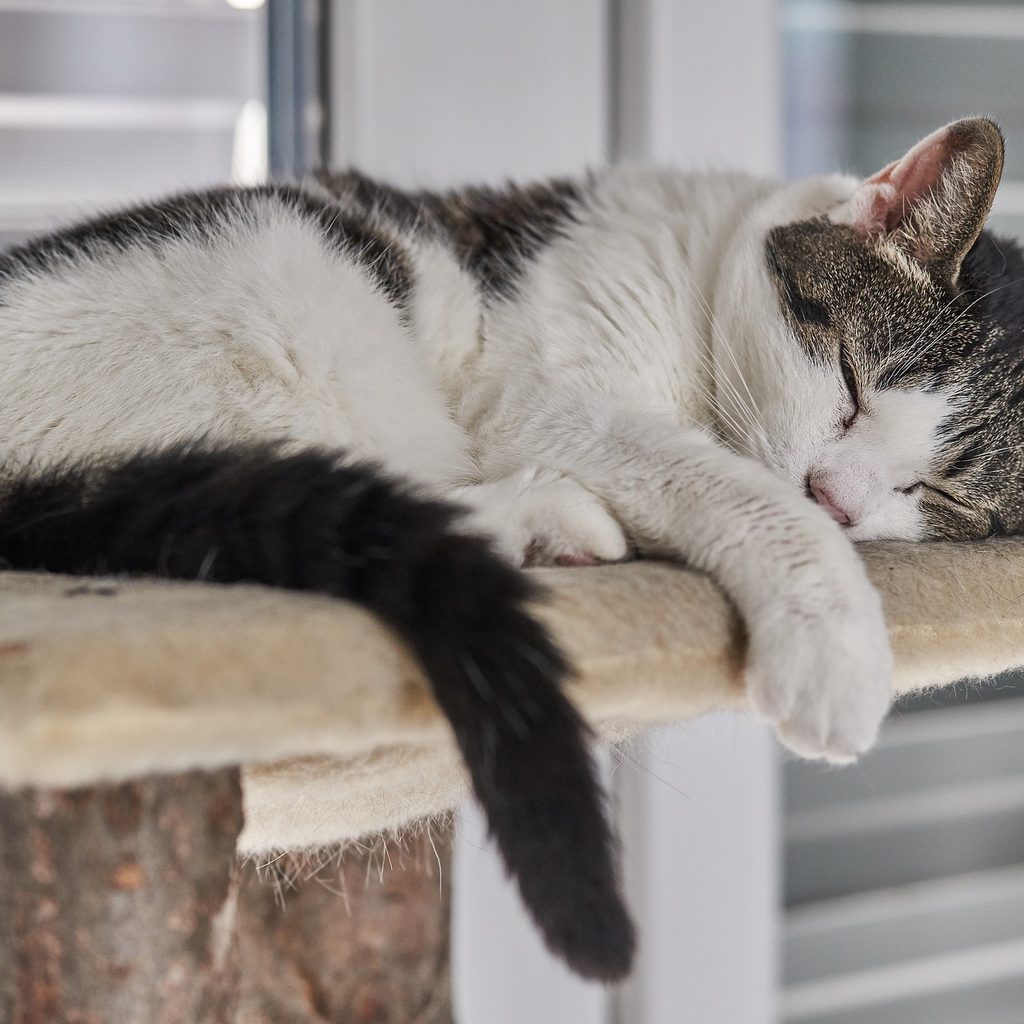 Senior cat sleeping on a cat tree perch