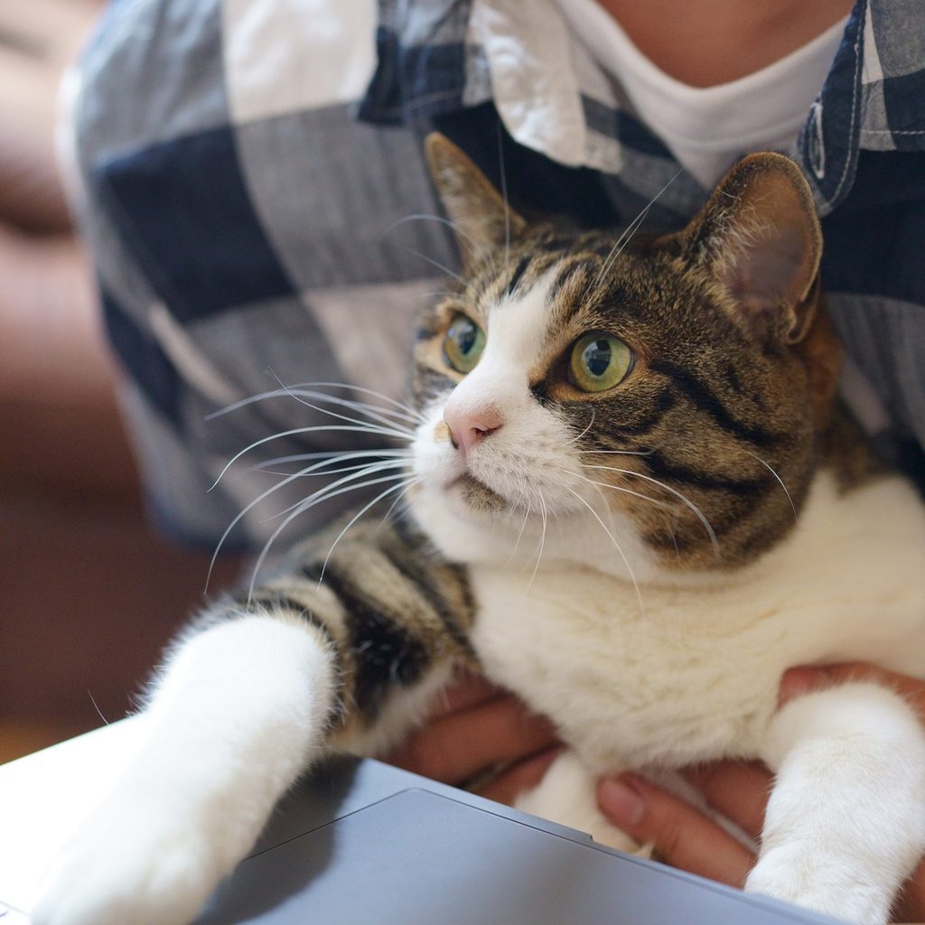 Cat sitting in an owner's lap, looking up at a laptop