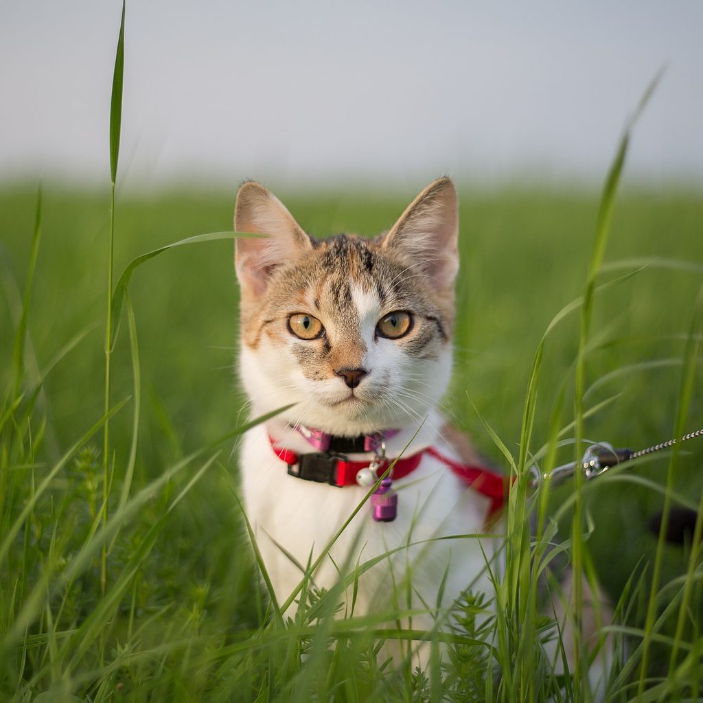 Cat wearing a harness in a field of grass