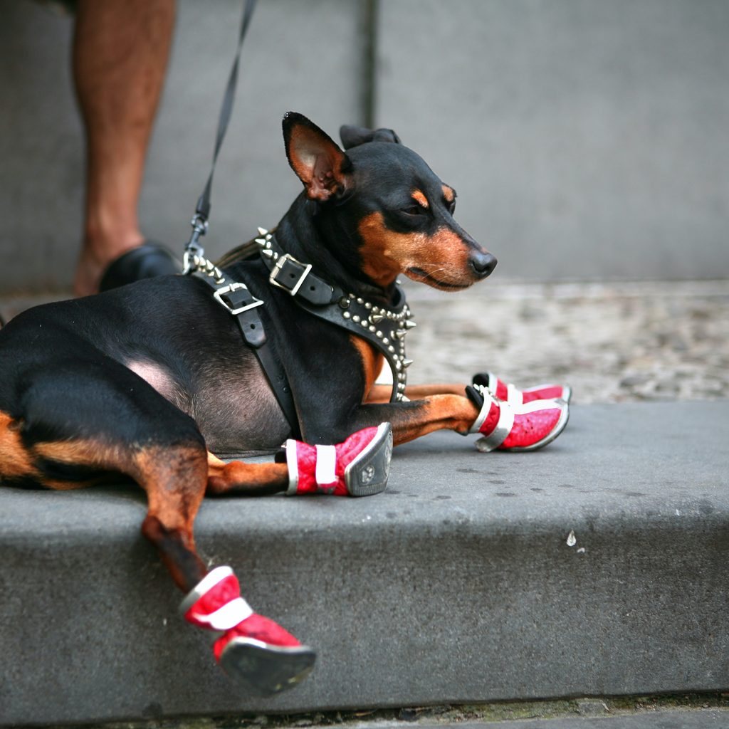 A black and brown Chihuahua in red boots sits on the concrete in front of someone