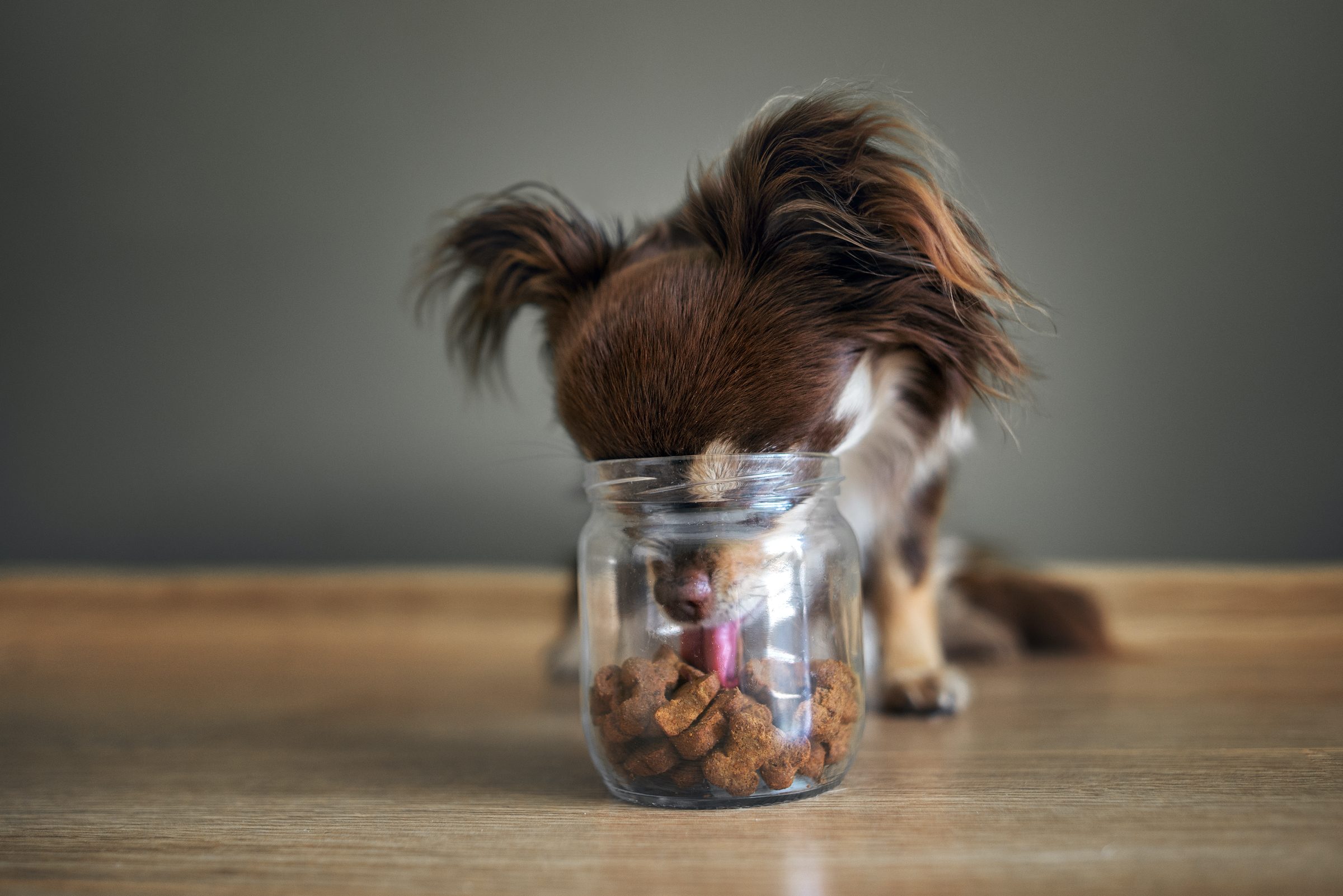 a brown haired chihuahua licks treats out of a glass jar